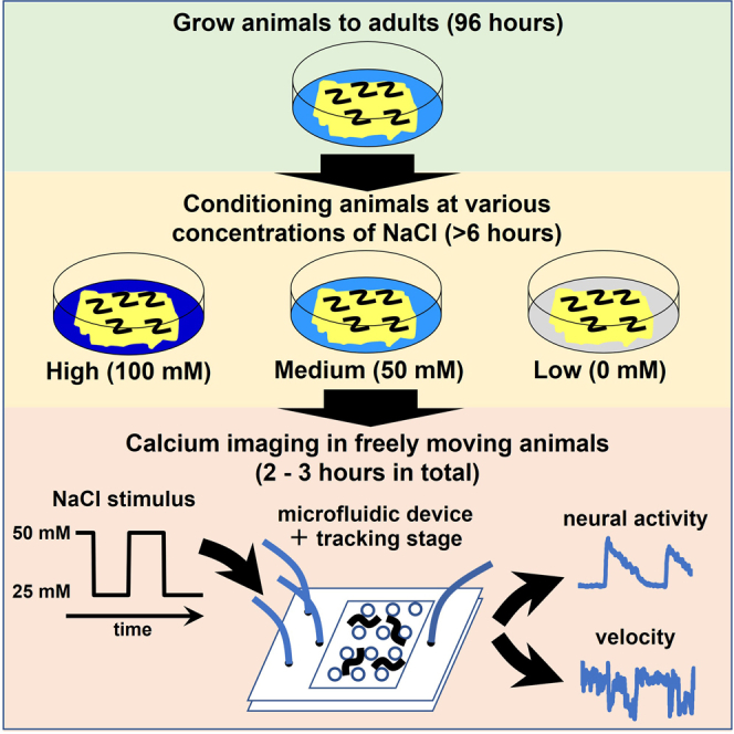 graphic file with name fx1.jpg