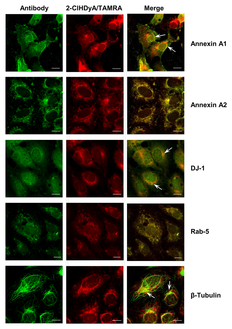 Fig. 10