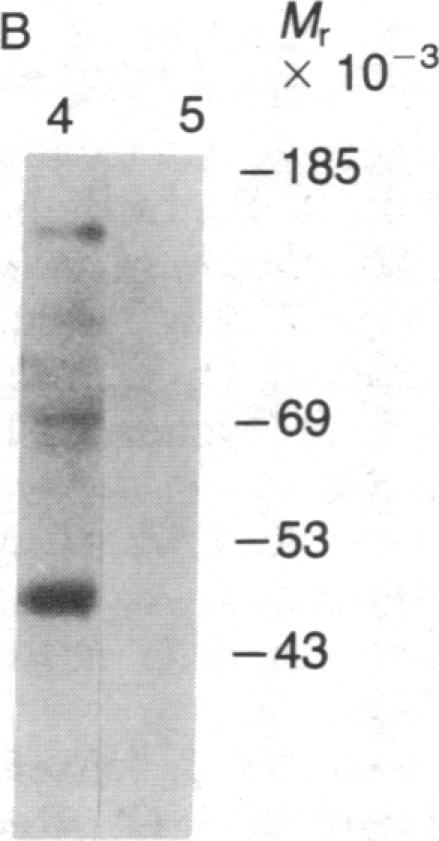 graphic file with name pnas00348-0332-a.jpg