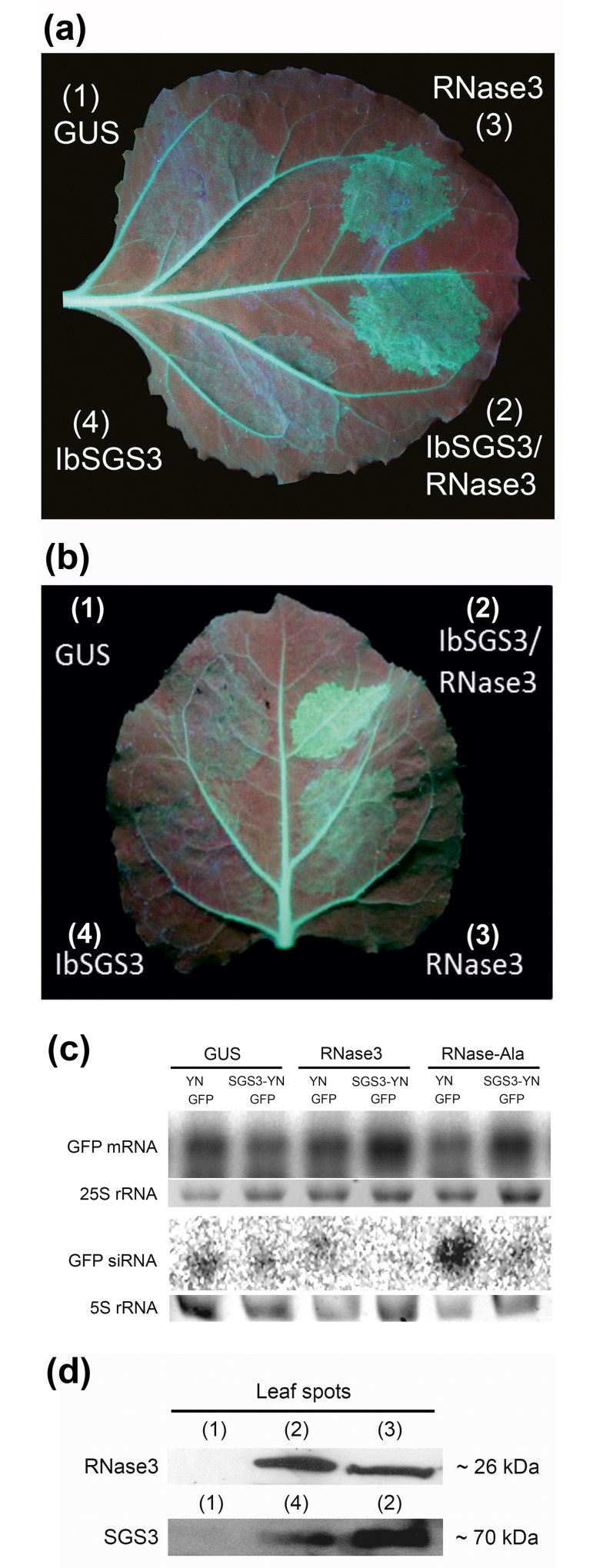 Fig 5