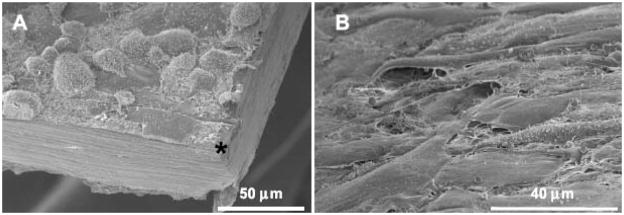 Figure 21