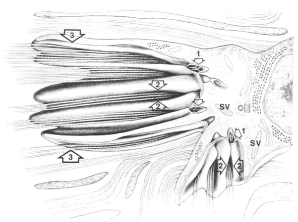 Figure 33