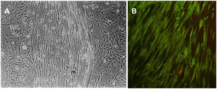 Figure 32