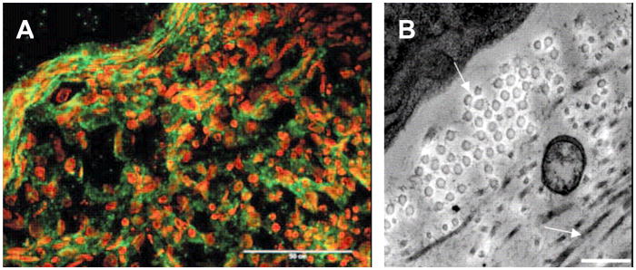 Figure 27