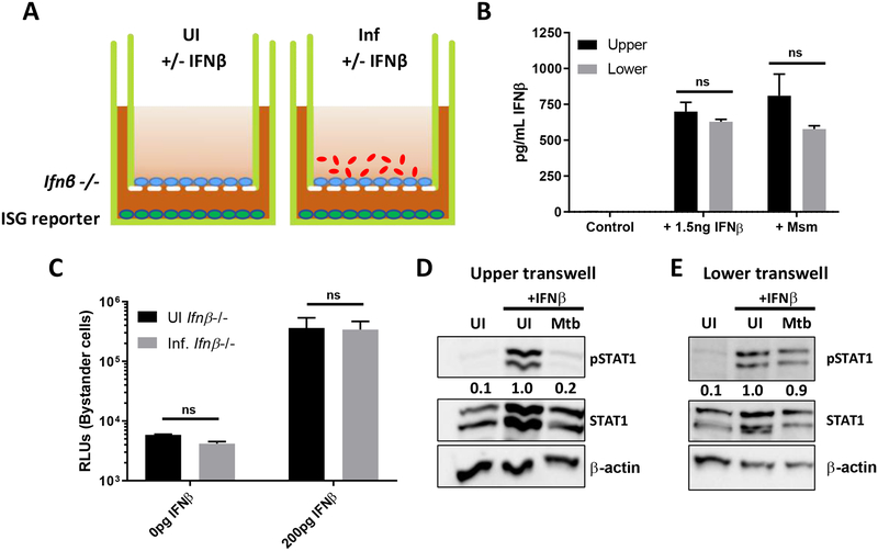 Fig 6.