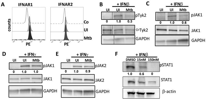 Fig 4.