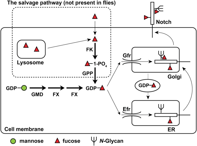 Fig. 4