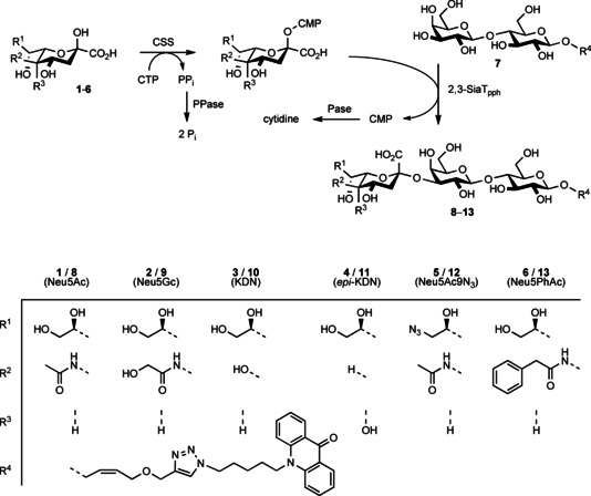 Scheme 1