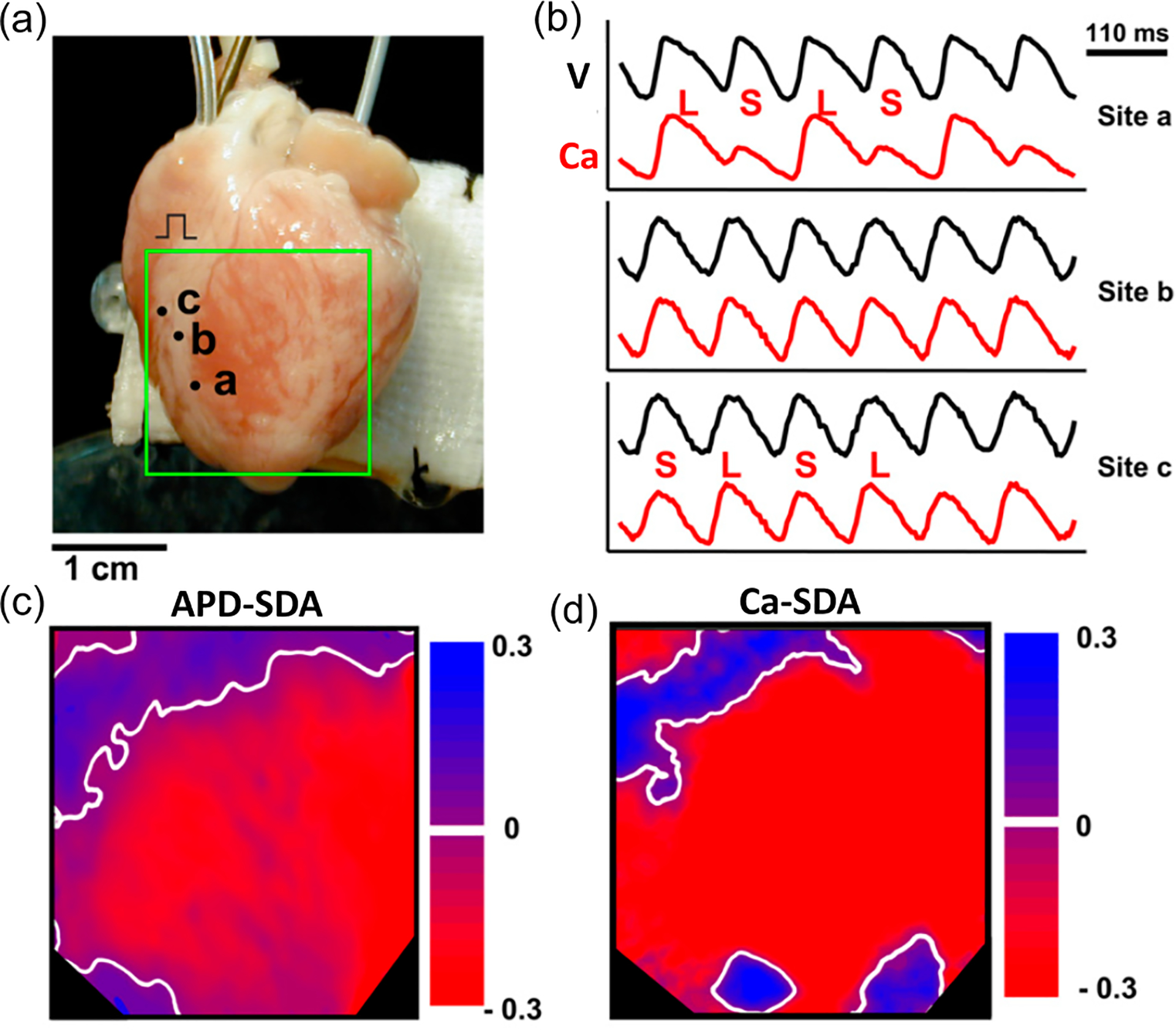 FIG. 1.