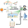 Graphical Abstract