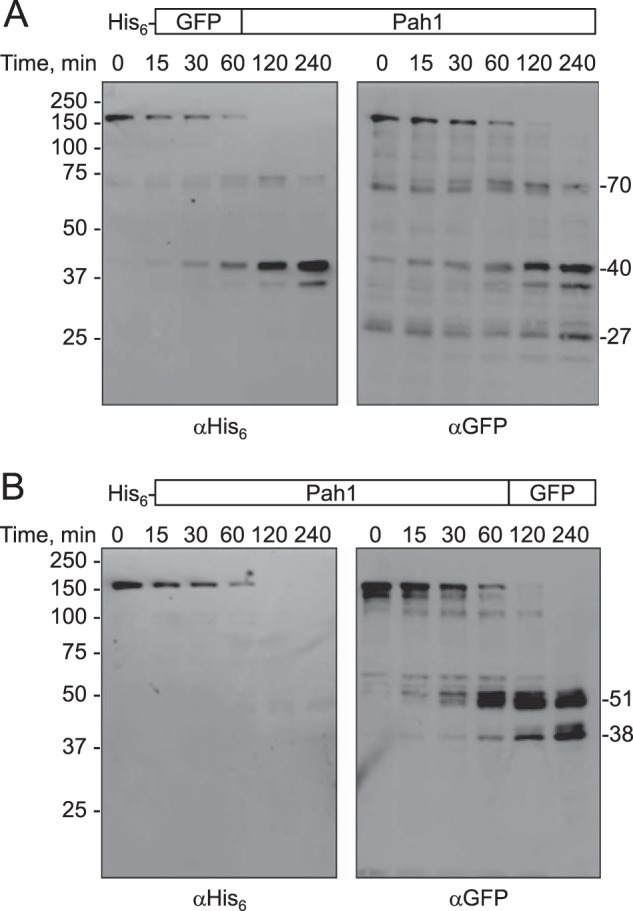 FIGURE 7.