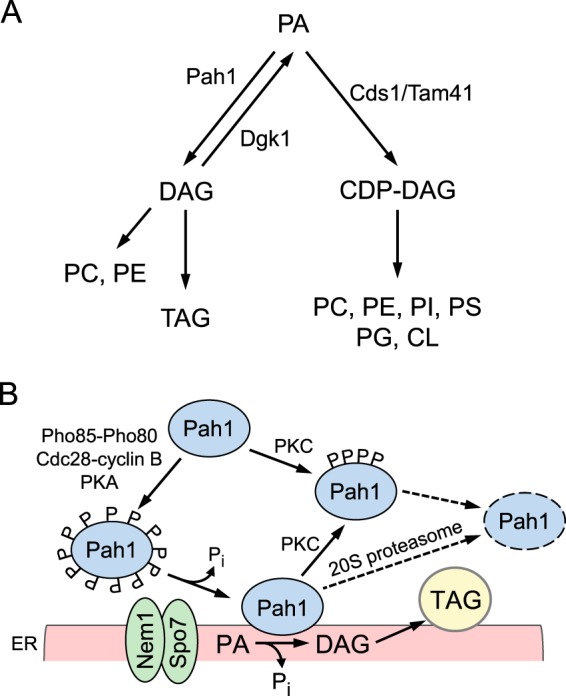 FIGURE 1.