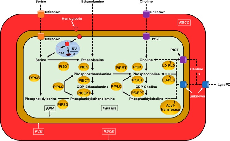 Figure 1.