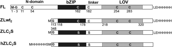 FIGURE 1.