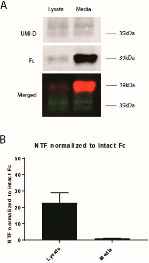 Figure 5.