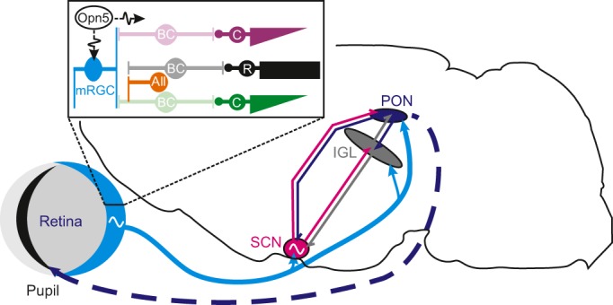 Fig. 3.