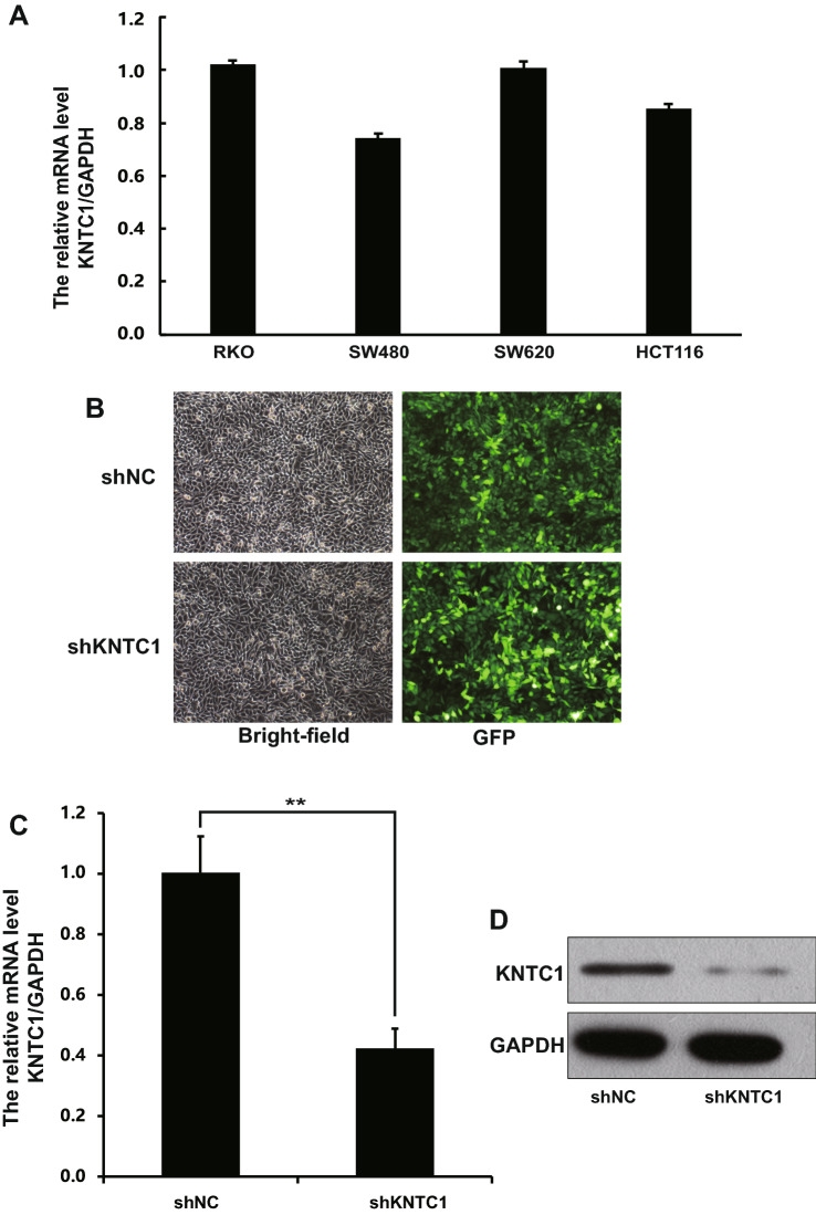 Fig.2