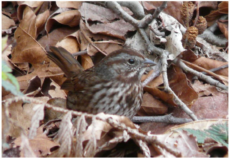 graphic file with name nihms175324f7.jpg