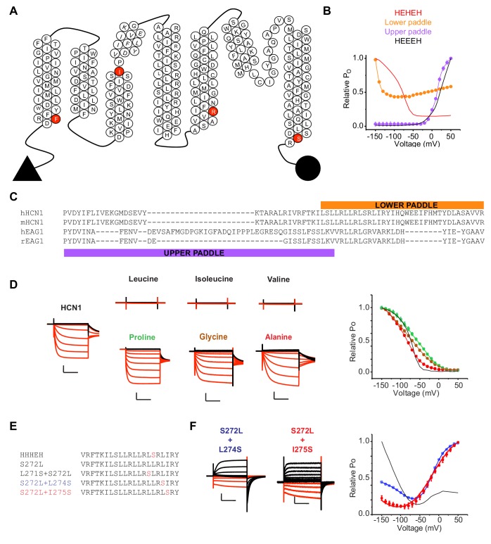 Figure 3—figure supplement 1.