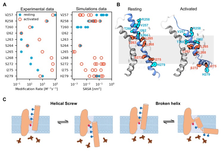 Figure 2—figure supplement 1.