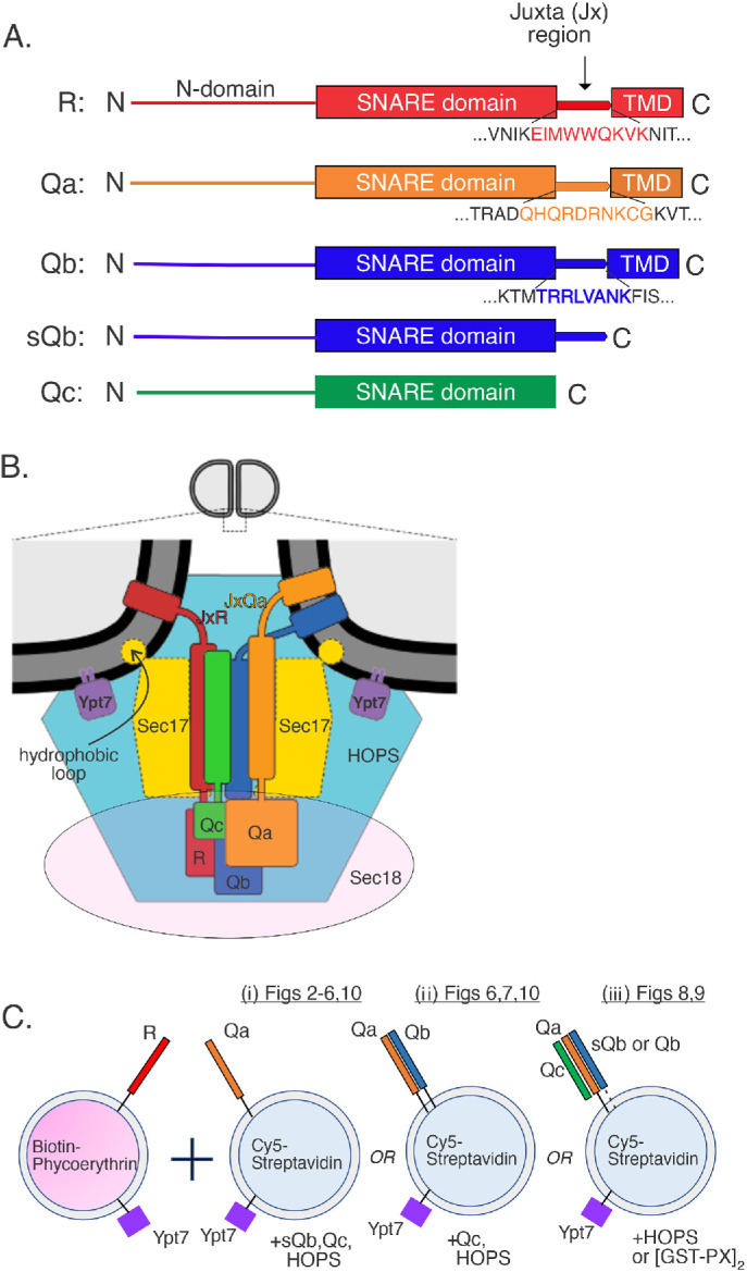 FIGURE 1: