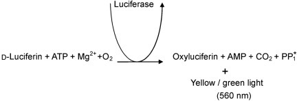 Figure 44.6