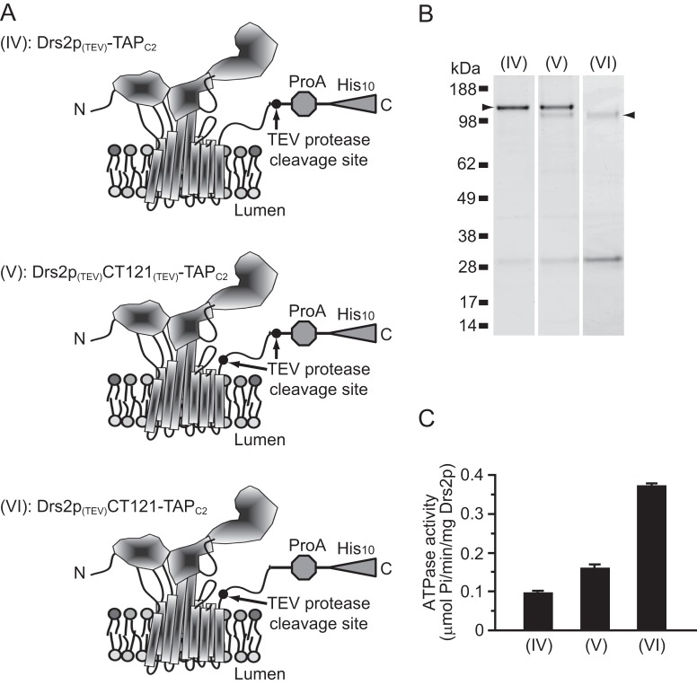 FIGURE 4.