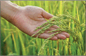 hand touching rice in a paddy field with warm sunlight