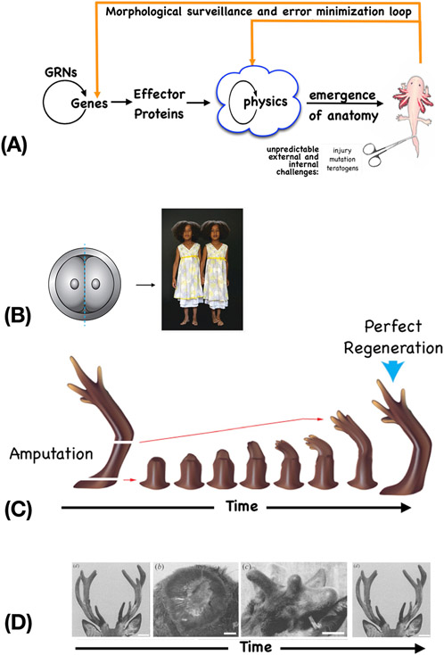 Figure 2: