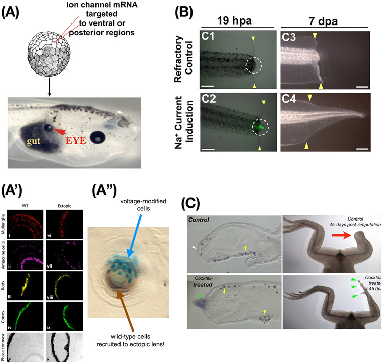 Figure 6: