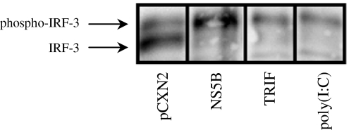 Fig. 4