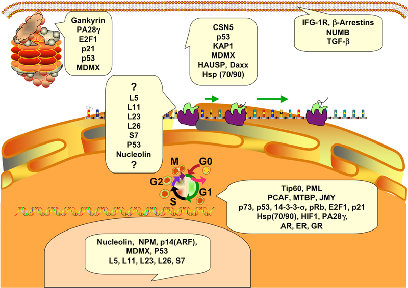 Fig. (1).