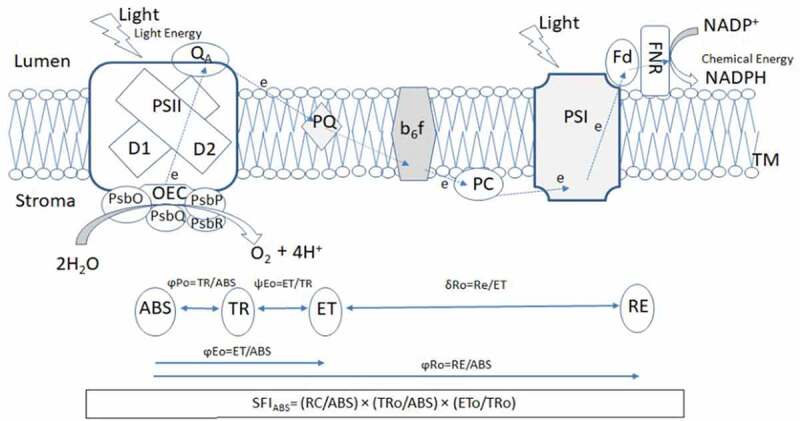 Figure 1.