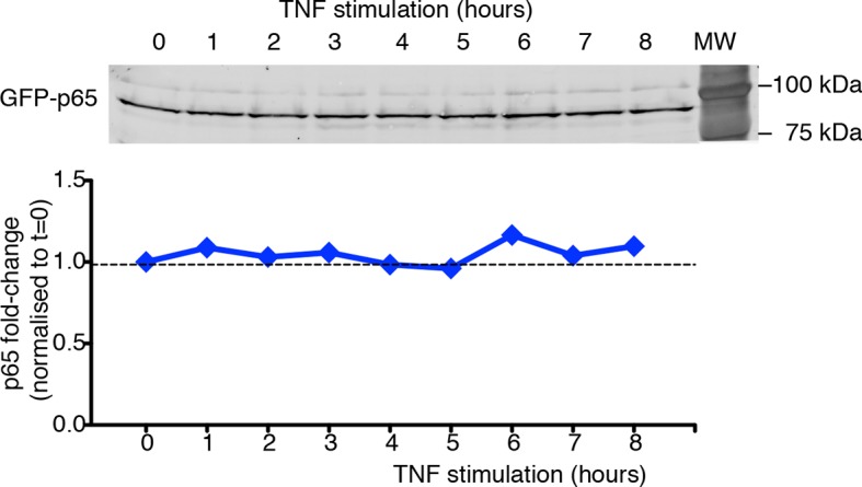 Figure 1—figure supplement 10.