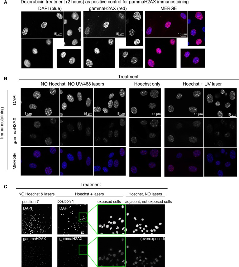 Figure 1—figure supplement 7.