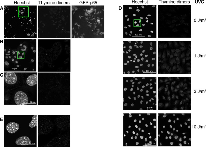 Figure 1—figure supplement 6.