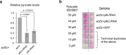 Figure 6—figure supplement 1.