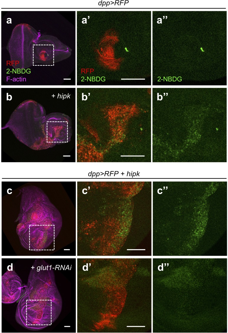 Figure 1—figure supplement 1.