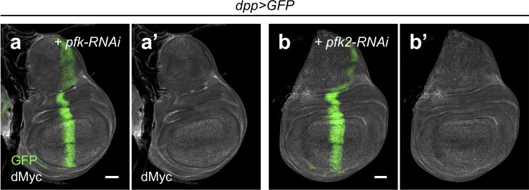 Figure 6—figure supplement 4.