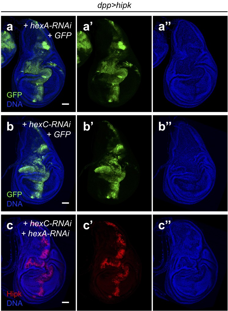 Figure 6—figure supplement 2.