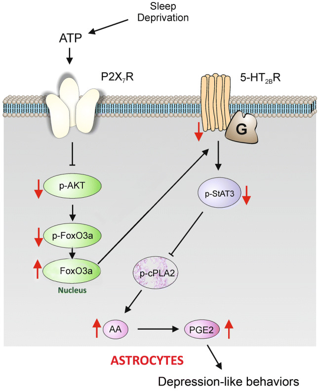 Fig. 6