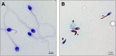 Fig. 1