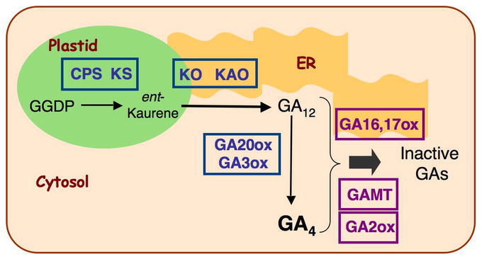 Figure 5.