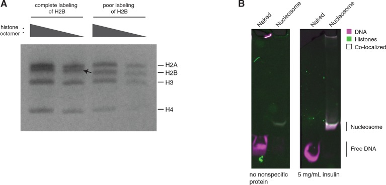 Figure 4—figure supplement 1.