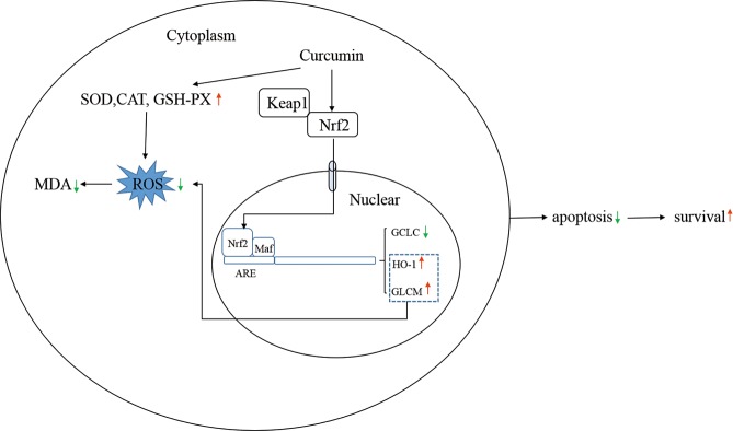 Fig 8