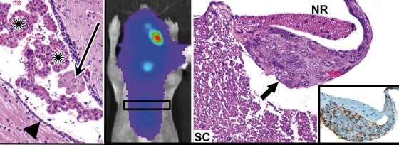 Fig. 6.