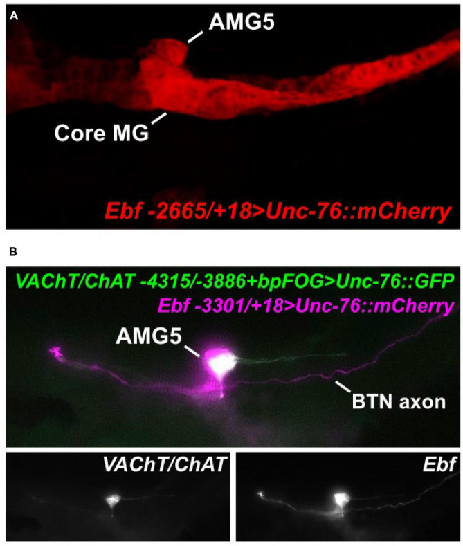 FIGURE 2