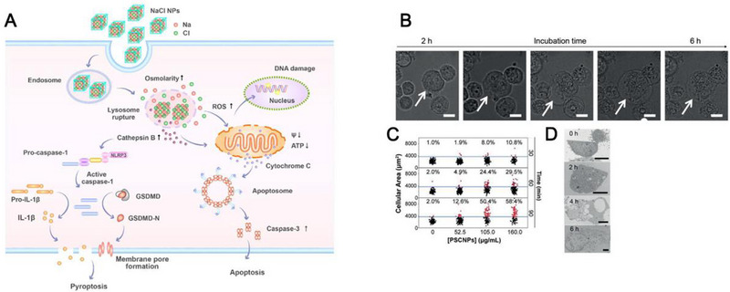 FIGURE 11