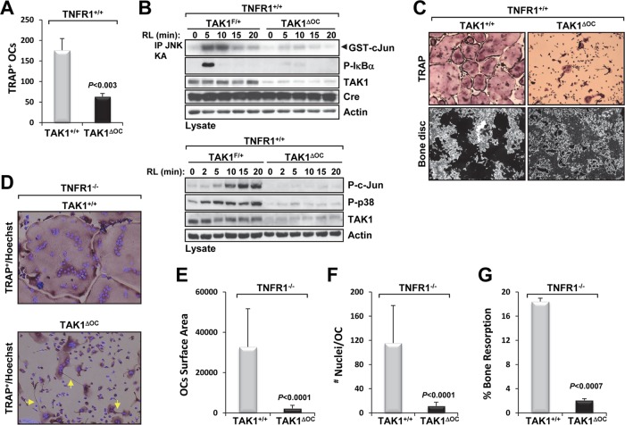 Fig 10