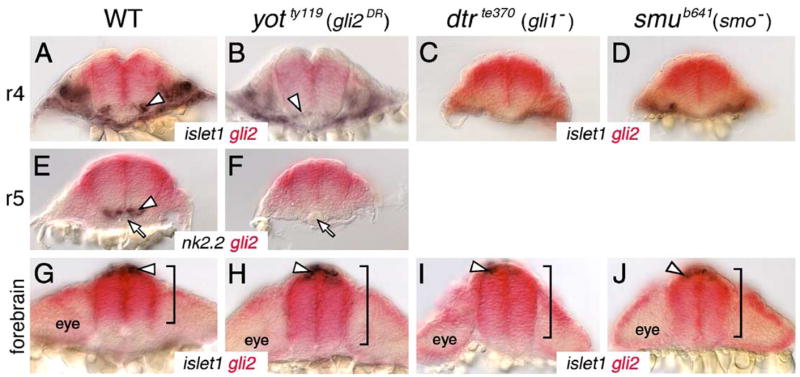 Fig. 8